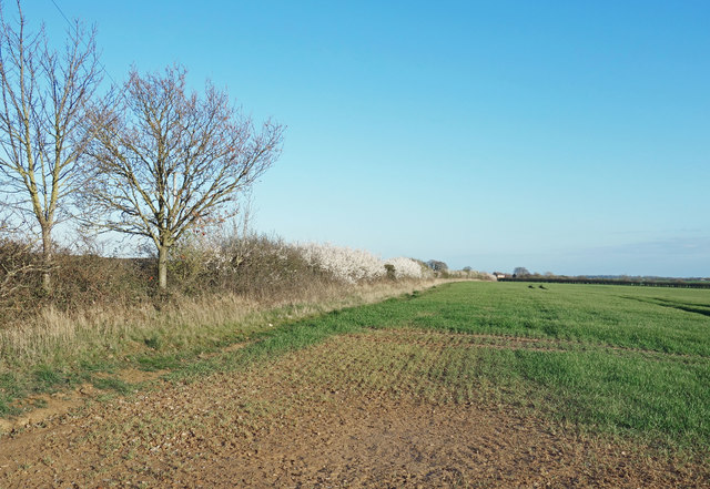 Blackthorn Hedge on Cony Hill © Des Blenkinsopp :: Geograph Britain and ...