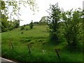 Grassy field on the road round Lake Vyrnwy