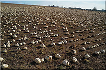 NH5654 : Sheep in the turnips, Black Isle by Julian Paren