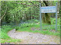SH9723 : Path down to the Lakeside bird hide at Lake Vyrnwy by Eirian Evans