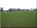 Sheep Grazing, Golden Valley