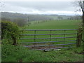 Field and hedgerow near Cross Ash Farm