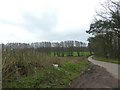 Trees lining a field south of Mockham Down Gate