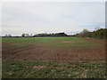 Cereal field and Fourteen Acre Covert