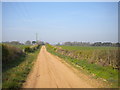 Lane south west of Bilsthorpe (2)