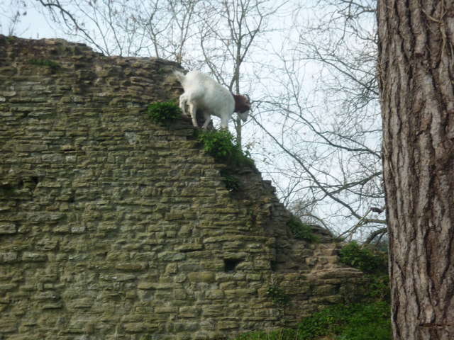 Goat at Richards Castle