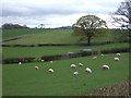 Sheep grazing near King