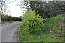 TL0915 : Annables Lane, Kinsbourne Green by David Howard
