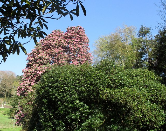 Rhododendron yng Nglynllifon / Rhodofendron at Glynllifon