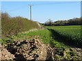 Hedgerow and crop field near Berrington