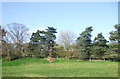 Grazing and trees near Stapleton