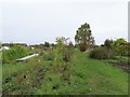 Ilges Lane allotments