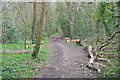 Path through the woods north of Everton