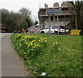 Daffodils near the Bassaleg boundary sign