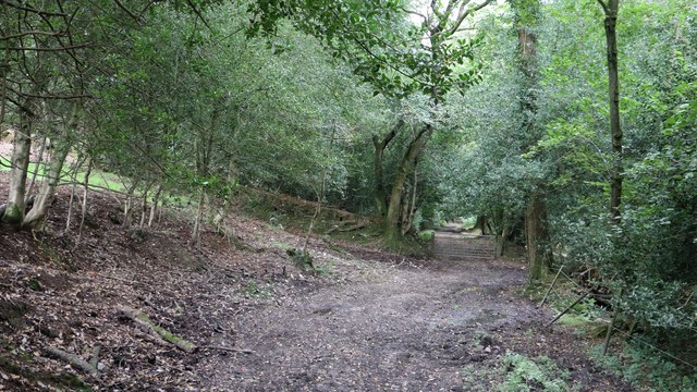 Entering woodland near Hawkmoor Hill