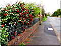 Red and green side of Marshfield Road, Marshfield