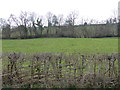 Lone lamb asleep in a field