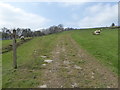 Part of the Shropshire Way near Reilth farm