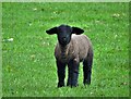 Spring lamb at Wyming Brook Farm