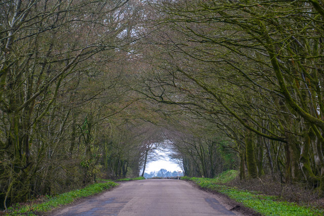East Devon : Long Lane