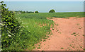 Cereal crop by the A3072