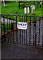 SHEEP - Please close gate, Hope, Flintshire