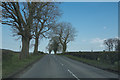 A few trees in the hedges