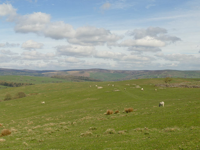 Sheep pasture above Thornber