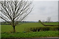 Tree, Mullaghmenagh Lower