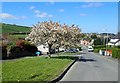 Flowering trees at Old Road, Poyntzpass