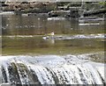 Grey Wagtail 