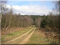 Forest track north east of Rainworth (1)