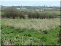 Hedgerows on the north bank of Hummer Beck