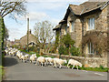 Driving sheep through Draughton