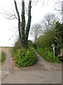 SX9983 : East Devon Way, Longbrook Lane, Lympstone by David Smith