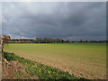 Looking across cereal field with caravan site in distance