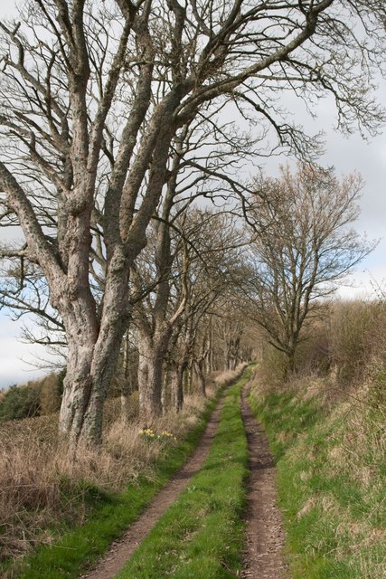 Tree-lined path to Mount Hill