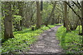 Clarendon Way through the woods