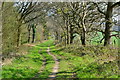 Footpath along edge of Beechy Dean Copse