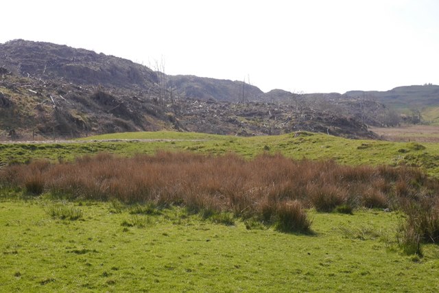 Felled area, Glengorm Castle