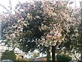 Spring blossom in Roe Green Park