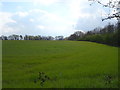 Farmland beside Amersham Road