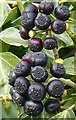 NO6948 : Ivy Berries by Anne Burgess