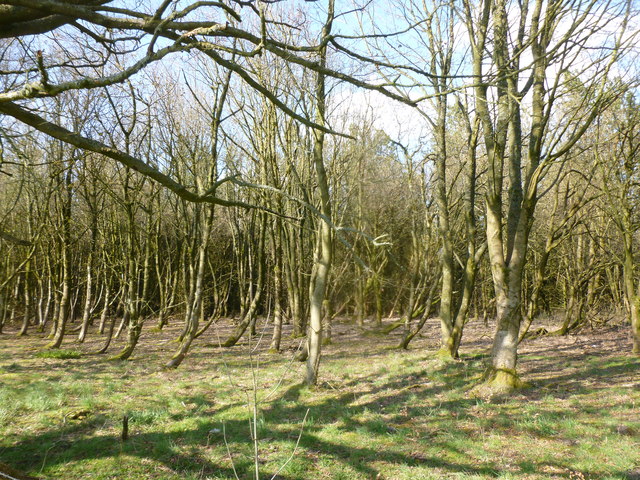 Woodland by Langlands Moss © Alan O'Dowd :: Geograph Britain and Ireland