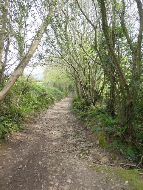 Pinn Beacon Plantation, East Devon - area information, map, walks and more