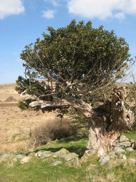 Ancient holly tree © Jonathan Wilkins cc-by-sa/2.0 :: Geograph Britain ...