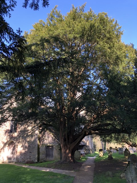 Large Yew Tree © Chris Thomas-Atkin :: Geograph Britain and Ireland