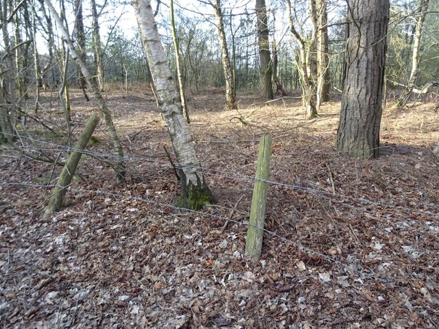 Hogshead Wood