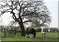 Big horse with small friend