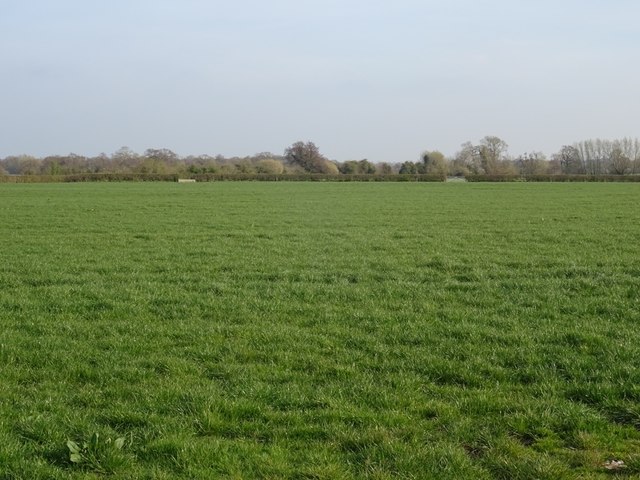 Early grass